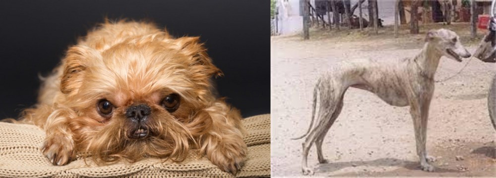 Rampur Greyhound vs Brug - Breed Comparison