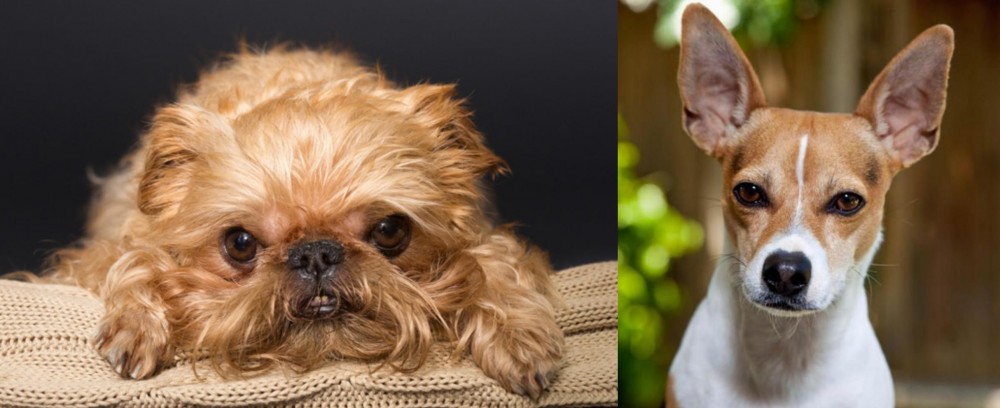 Rat Terrier vs Brug - Breed Comparison