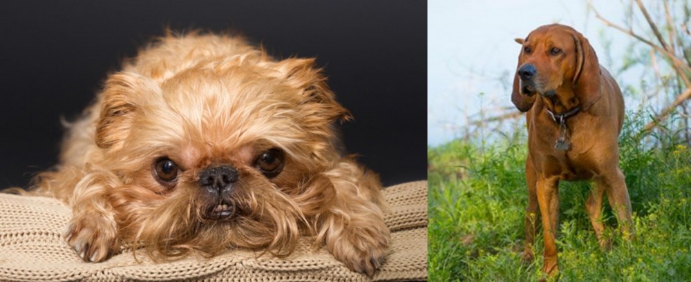 Redbone Coonhound vs Brug - Breed Comparison