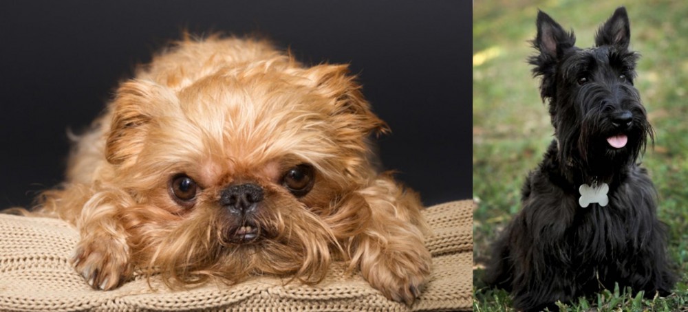 Scoland Terrier vs Brug - Breed Comparison