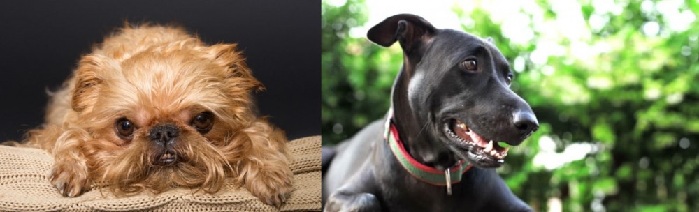 Shepard Labrador vs Brug - Breed Comparison