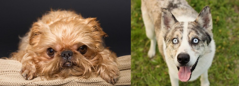 Shepherd Husky vs Brug - Breed Comparison