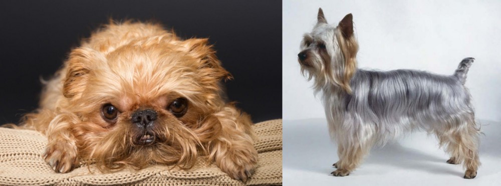 Silky Terrier vs Brug - Breed Comparison
