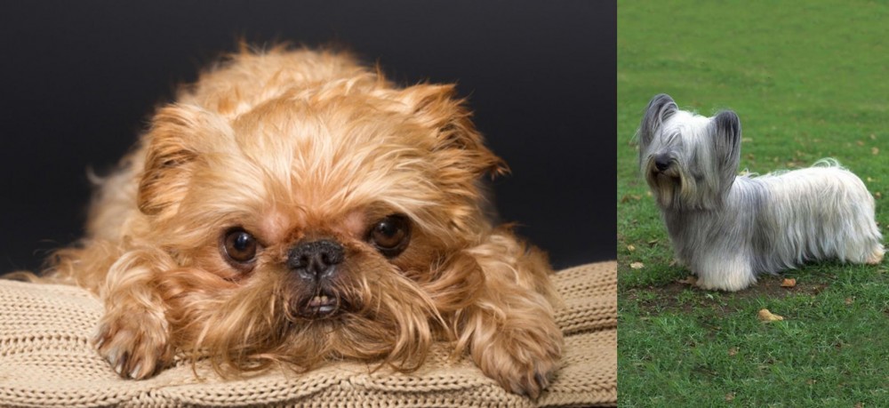Skye Terrier vs Brug - Breed Comparison