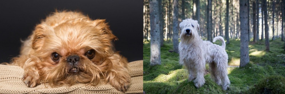 Soft-Coated Wheaten Terrier vs Brug - Breed Comparison