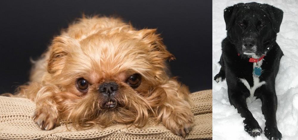 St. John's Water Dog vs Brug - Breed Comparison