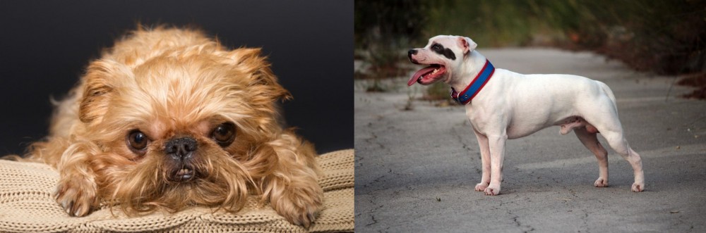 Staffordshire Bull Terrier vs Brug - Breed Comparison