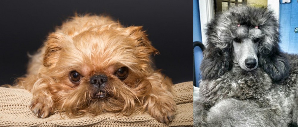 Standard Poodle vs Brug - Breed Comparison