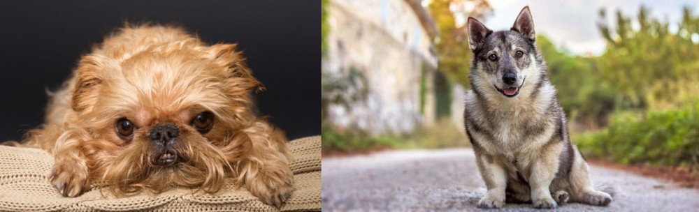 Swedish Vallhund vs Brug - Breed Comparison