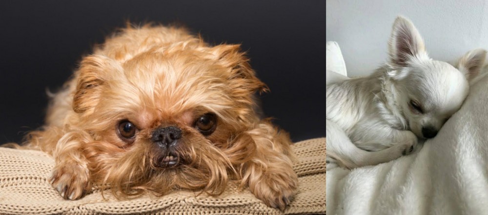 Tea Cup Chihuahua vs Brug - Breed Comparison
