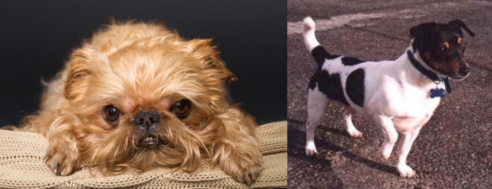 Teddy Roosevelt Terrier vs Brug - Breed Comparison