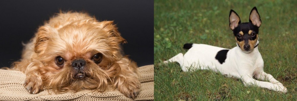 Toy Fox Terrier vs Brug - Breed Comparison