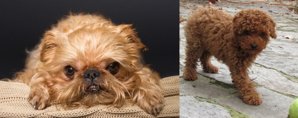 Toy Poodle vs Brug - Breed Comparison