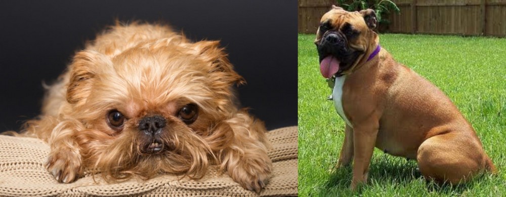 Valley Bulldog vs Brug - Breed Comparison