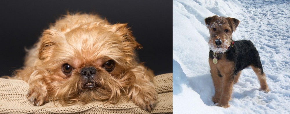 Welsh Terrier vs Brug - Breed Comparison