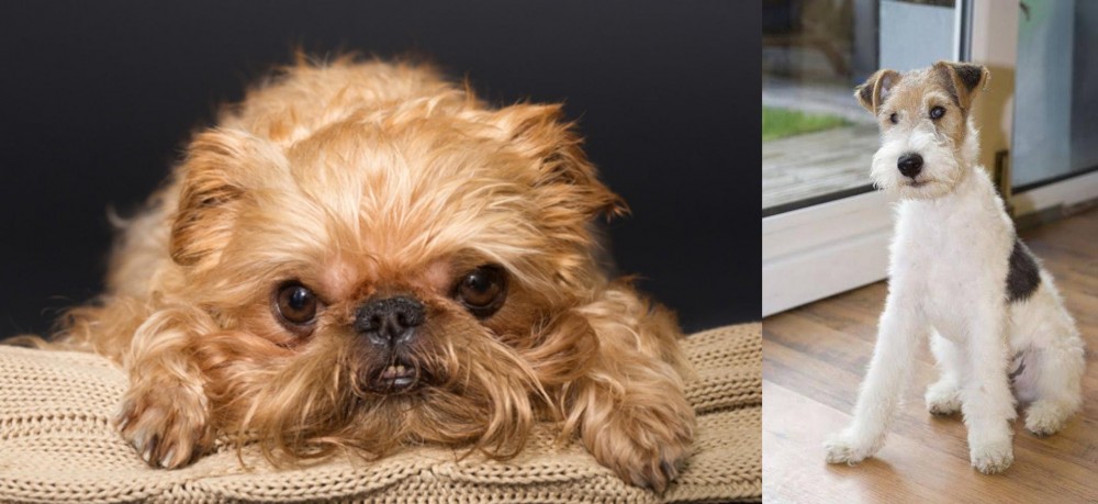 Wire Fox Terrier vs Brug - Breed Comparison