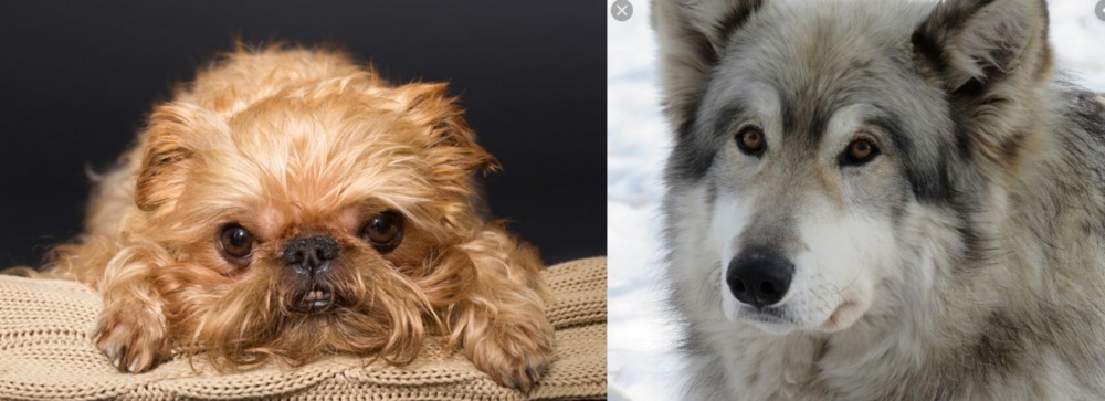 Wolfdog vs Brug - Breed Comparison
