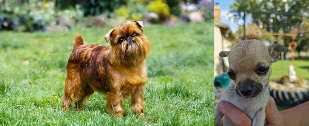 Chihuahua vs Brussels Griffon - Breed Comparison
