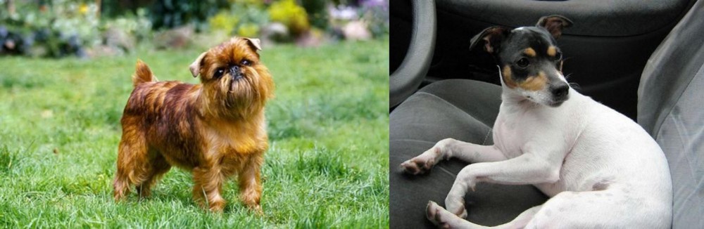 Chilean Fox Terrier vs Brussels Griffon - Breed Comparison