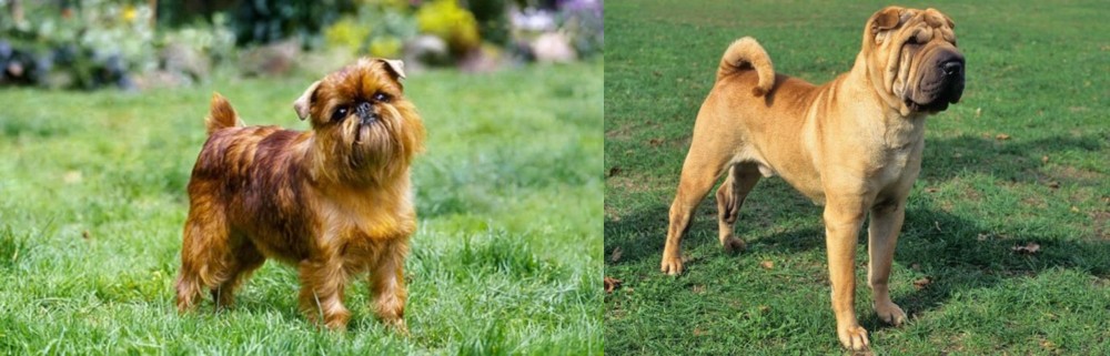Chinese Shar Pei vs Brussels Griffon - Breed Comparison