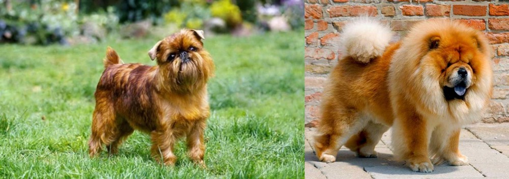 Chow Chow vs Brussels Griffon - Breed Comparison