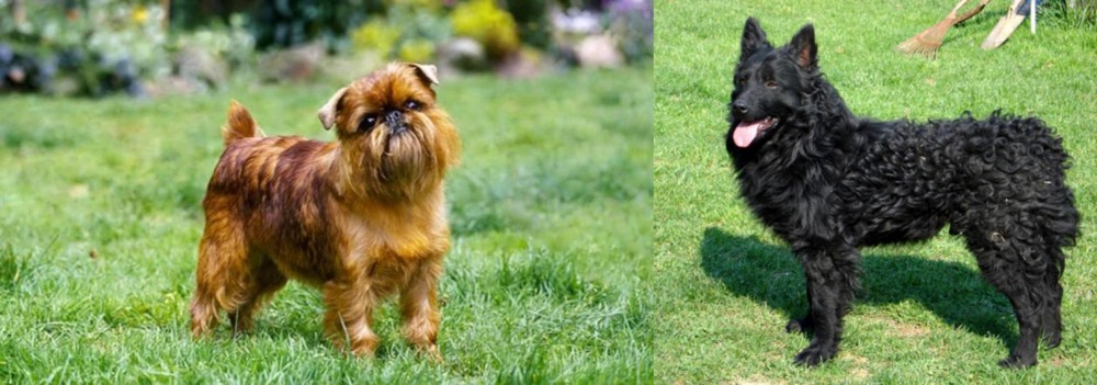 Croatian Sheepdog vs Brussels Griffon - Breed Comparison