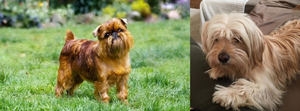Cyprus Poodle vs Brussels Griffon - Breed Comparison