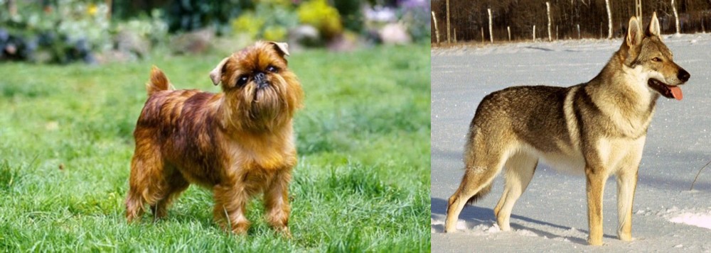 Czechoslovakian Wolfdog vs Brussels Griffon - Breed Comparison