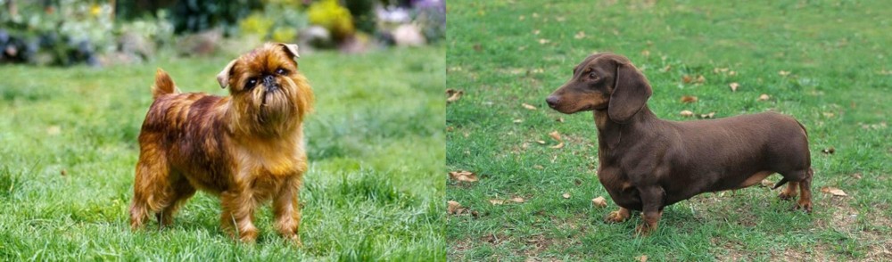 Dachshund vs Brussels Griffon - Breed Comparison