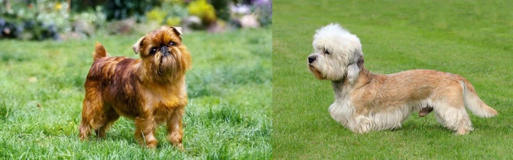 Dandie Dinmont Terrier vs Brussels Griffon - Breed Comparison