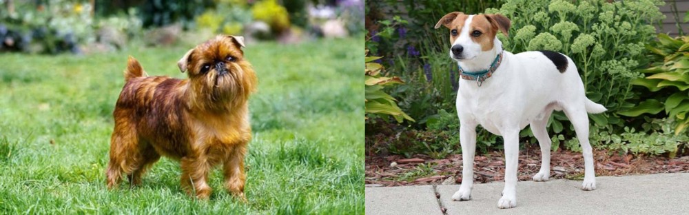 Danish Swedish Farmdog vs Brussels Griffon - Breed Comparison