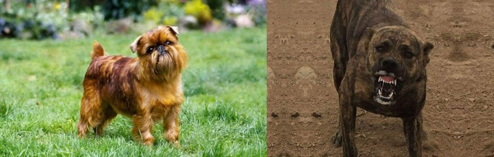 Dogo Sardesco vs Brussels Griffon - Breed Comparison