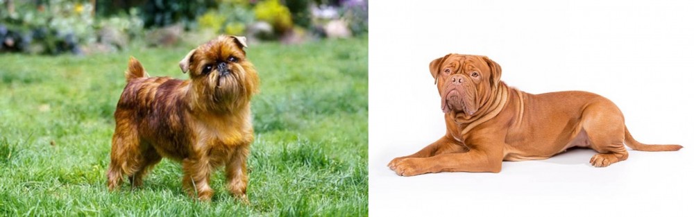 Dogue De Bordeaux vs Brussels Griffon - Breed Comparison