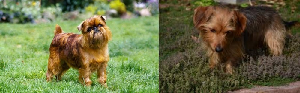 Dorkie vs Brussels Griffon - Breed Comparison