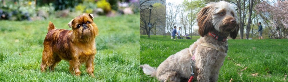 Doxiepoo vs Brussels Griffon - Breed Comparison
