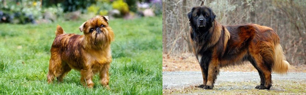 Estrela Mountain Dog vs Brussels Griffon - Breed Comparison