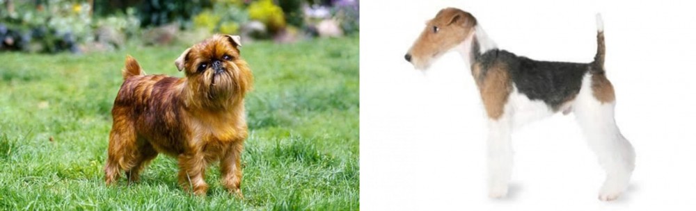 Fox Terrier vs Brussels Griffon - Breed Comparison
