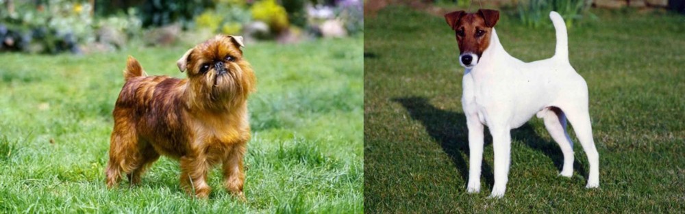 Fox Terrier (Smooth) vs Brussels Griffon - Breed Comparison