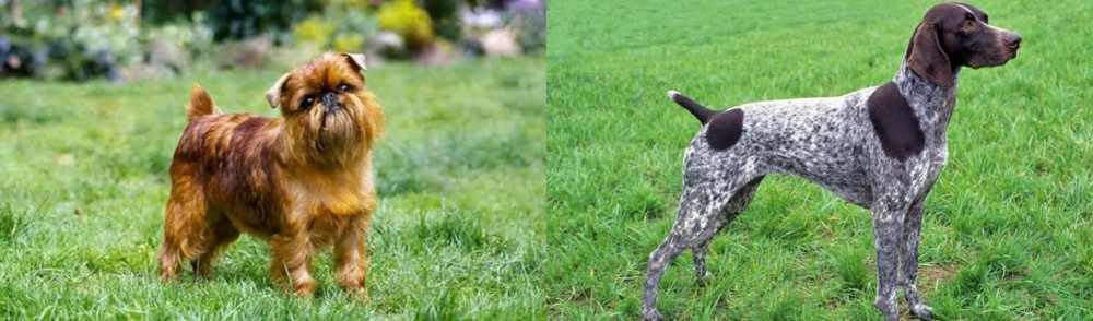 German Shorthaired Pointer vs Brussels Griffon - Breed Comparison