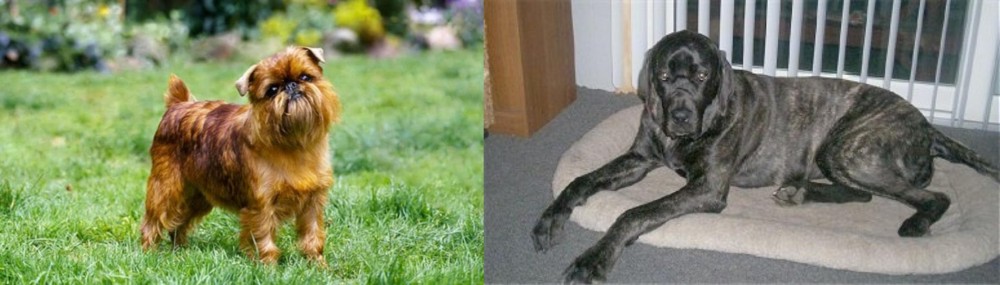 Giant Maso Mastiff vs Brussels Griffon - Breed Comparison
