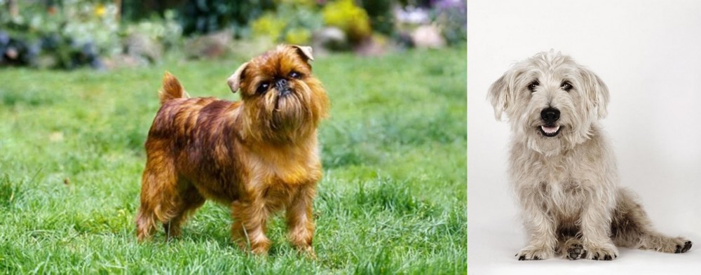 Glen of Imaal Terrier vs Brussels Griffon - Breed Comparison