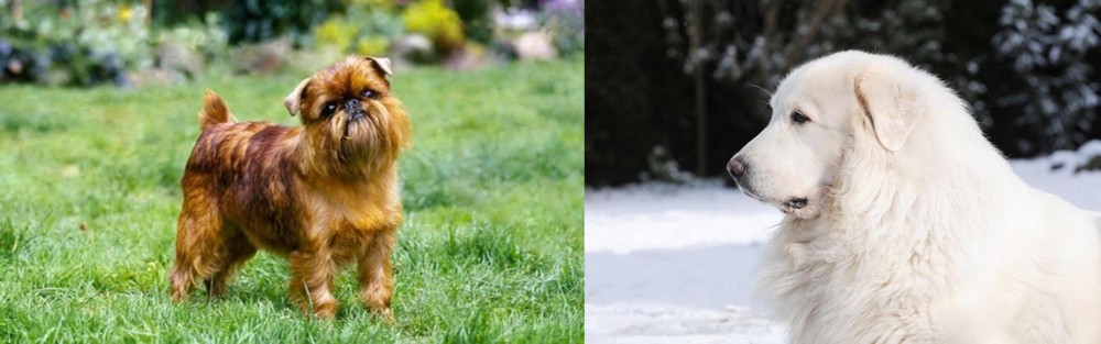 Great Pyrenees vs Brussels Griffon - Breed Comparison