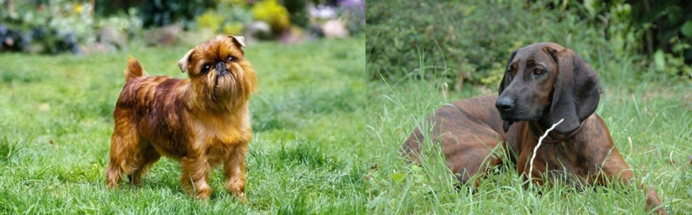 Hanover Hound vs Brussels Griffon - Breed Comparison