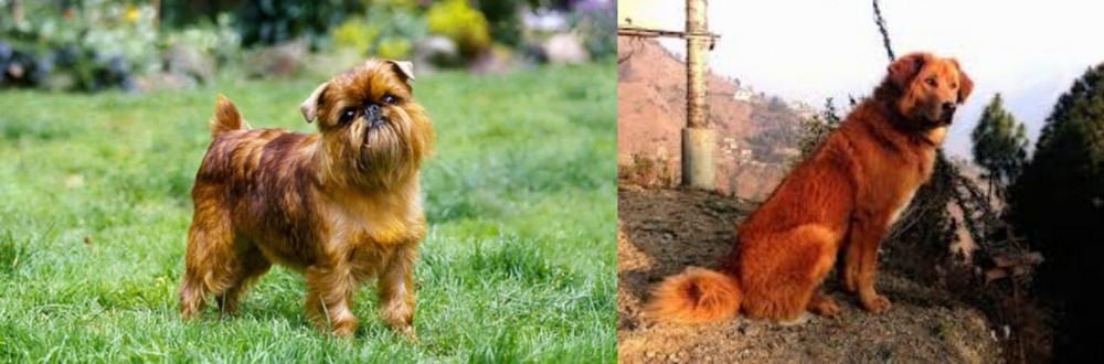 Himalayan Sheepdog vs Brussels Griffon - Breed Comparison