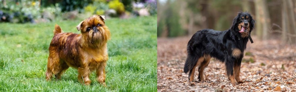 Hovawart vs Brussels Griffon - Breed Comparison