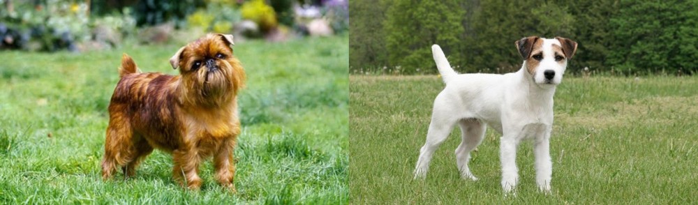 Jack Russell Terrier vs Brussels Griffon - Breed Comparison