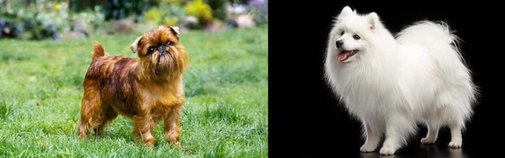 Japanese Spitz vs Brussels Griffon - Breed Comparison