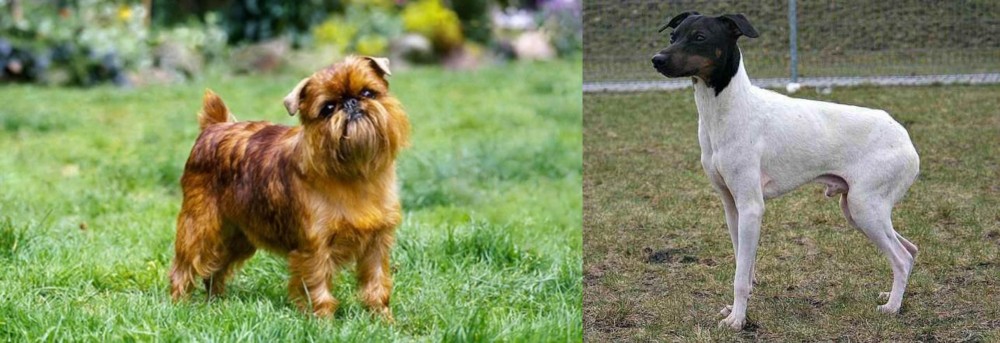 Japanese Terrier vs Brussels Griffon - Breed Comparison