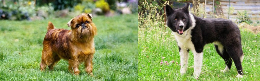 Karelian Bear Dog vs Brussels Griffon - Breed Comparison