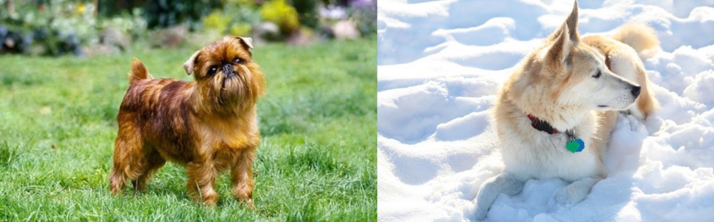 Labrador Husky vs Brussels Griffon - Breed Comparison